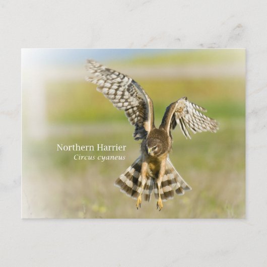 Northern Harrier Briefkaart (Voorkant)