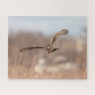 Northern Harrier Legpuzzel