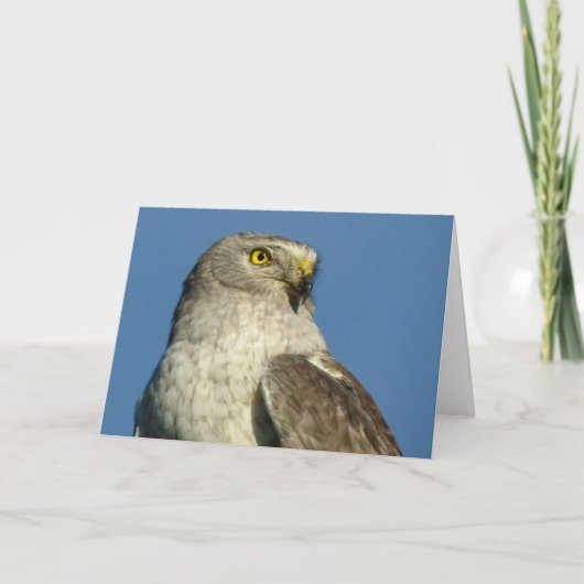 Northern Harrier Notecard Kaart (Voorkant)