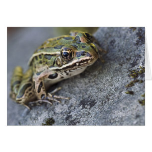 Northern Leopard frog, See-through Island;