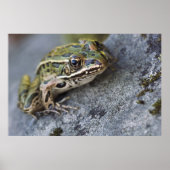 Northern Leopard frog, See-through Island; Poster (Voorkant)