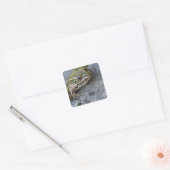 Northern Leopard frog, See-through Island; Vierkante Sticker (Envelop)