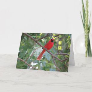 "Northern Male Cardinal" Birthday Card #1 Kaart