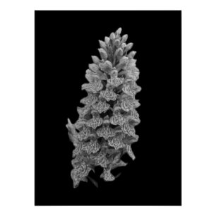 Northern Marsh Orchid Poster Perfect Poster