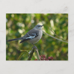 Northern Mockingbird Safety Harbor Briefkaart