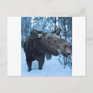 NORTHERN MOOSE BRIEFKAART