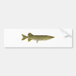 Northern Pike Art Bumpersticker