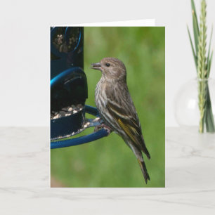 Northern Pine Siskin - Frameable Art Card Kaart