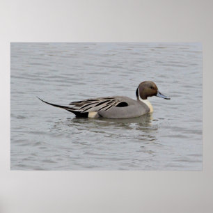 Northern Pintail Duck Foto Poster