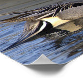 Northern Pintail Duck Photo Poster (Coin)