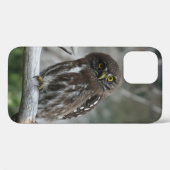 Northern Pygmy Owl iPhone 12 Pro Coque (Verso (horizontal))