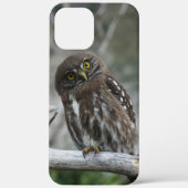 Northern Pygmy Owl iPhone 12 Pro Max Coque (Verso)