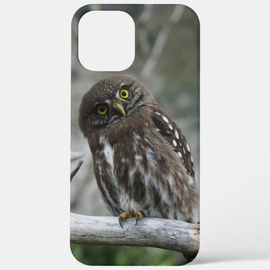 Northern Pygmy Owl iPhone 12 Pro Max Coque (Verso)