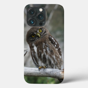 Northern Pygmy Owl iPhone 13 Pro Coque