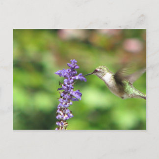 Northwood's Hummingbird Briefkaart