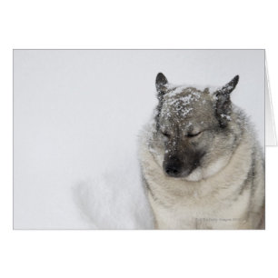 Norvégien Elkhound