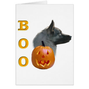 Norvégien Elkhound Boo
