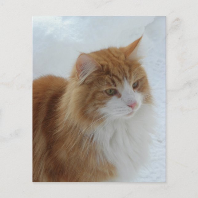 Norwegian_Forest_Cat (Voorkant)