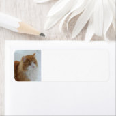 Norwegian_Forest_Cat Etiket (Insitu)
