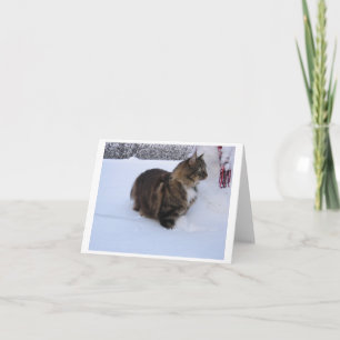 norwegian forest cat in snow