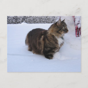 norwegian forest cat in snow briefkaart
