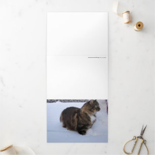 norwegian forest cat in snow drieluik aankondiging