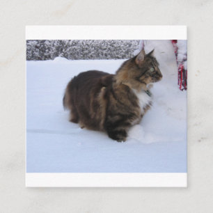 norwegian forest cat in snow informatiekaartje