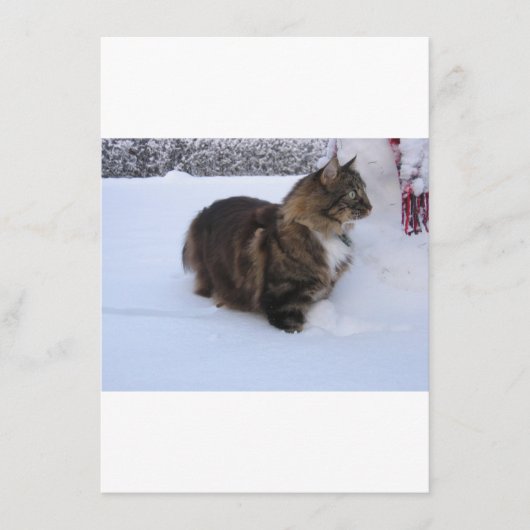 norwegian forest cat in snow menu (Voorkant)