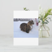 norwegian forest cat in snow menu (Staand voorkant)