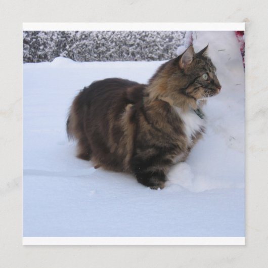 norwegian forest cat in snow programma (Voorkant)