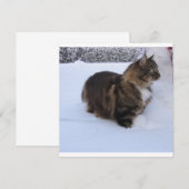 norwegian forest cat in snow programma (Voorkant / Achterkant)