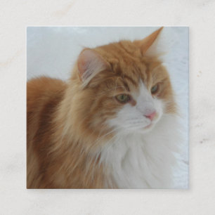 Norwegian_Forest_Cat Informatiekaartje