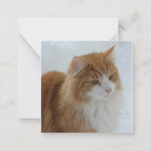 Norwegian_Forest_Cat Notitiekaartje