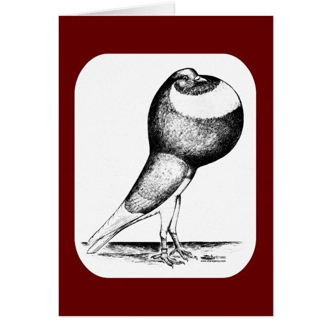 Norwich Cropper Pigeon 1980 (Devant)