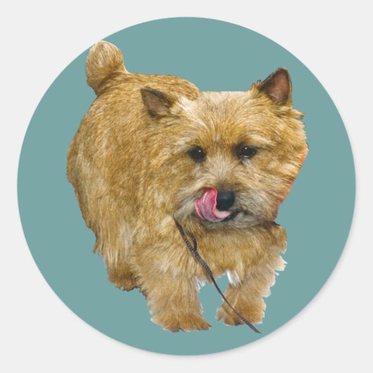 Norwich Terrier Ronde Sticker (Voorkant)