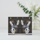 Nosey donkey gespiegeld briefkaart (Staand voorkant)