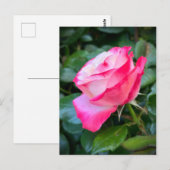 Nostalgie Roos Nostalgie Briefkaart (Voorkant / Achterkant)