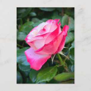 Nostalgie Roos Nostalgie Briefkaart