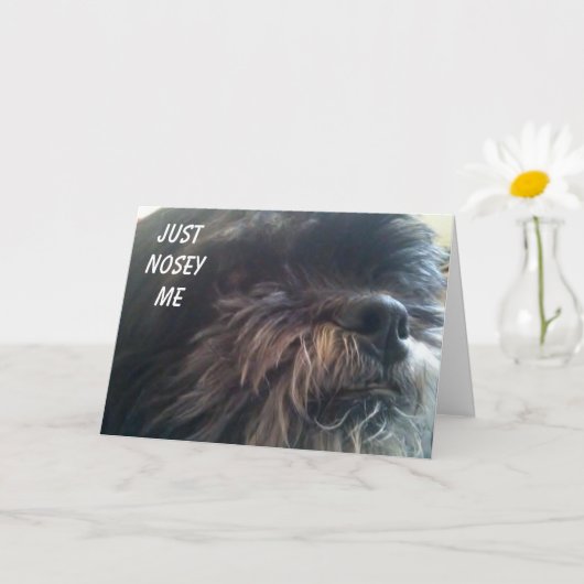 NOSY DOG DEMANDE "TU AS 50 ANS ?" CARTE D'ANNIVERS (Petite plante)