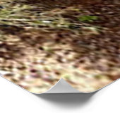 Nosy Emu Poster (Hoek)