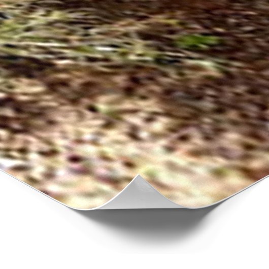 Nosy Emu Poster (Hoek)