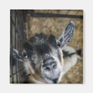 Nosy Goat die naar boven kijkt Magneet