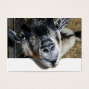 Nosy Goat En Regard