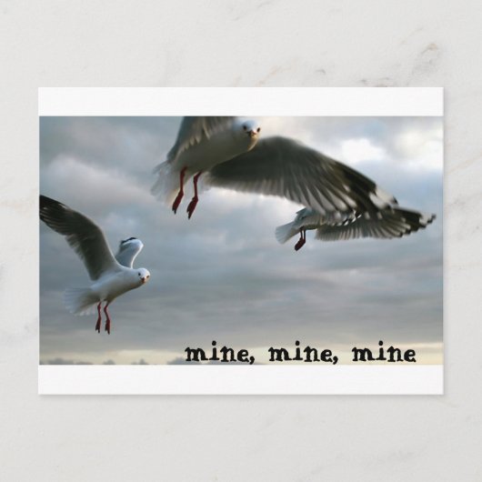 Nosy Gulls Briefkaart (Voorkant)