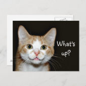 Nosy kat briefkaart (Voorkant / Achterkant)