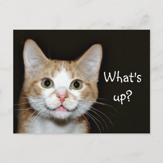 Nosy kat briefkaart (Voorkant)