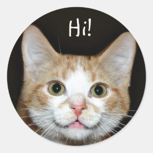 Nosy kat ronde sticker