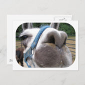 Nosy Llama Briefkaart (Voorkant / Achterkant)