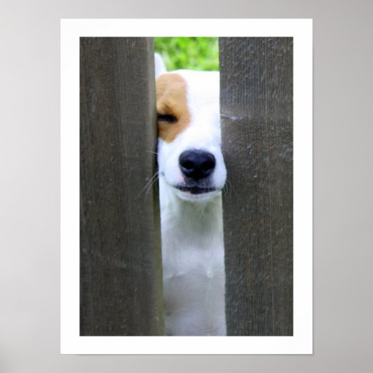 Nosy Neighbor - Poster Jack Russell Terrier (Devant)