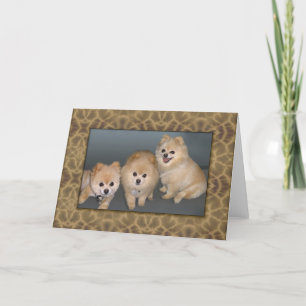 Nota drie Pomeranians of Wenskaart Kaart